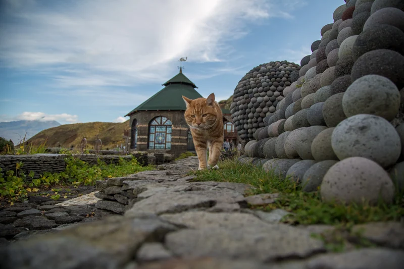 Кот у каменной стены комплекса «Ванночки»